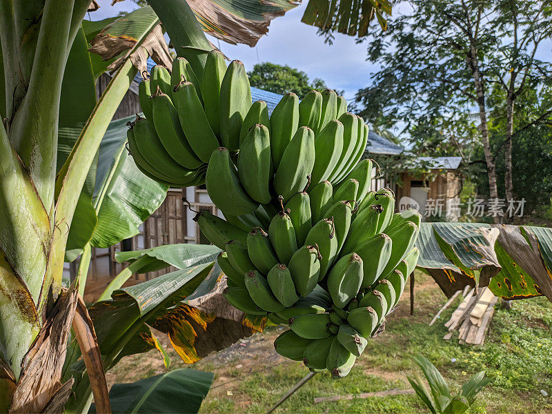 kepok banana (Musa acuminata × balbisiana) in the morning